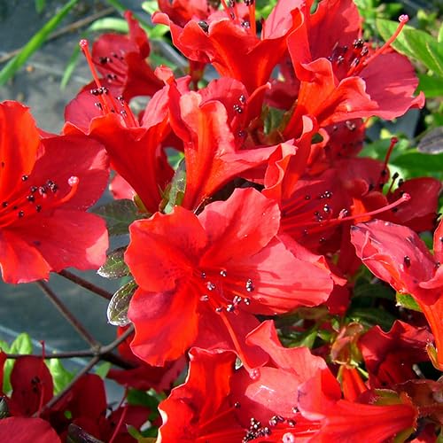 久留米つばき 紅あかり開花 発色の良いオレンジ色っぽい赤色 宅急便.匿名発送 久留米つばき 紅あかり開花 発色の良いオレンジ色っぽい赤色